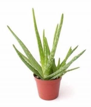 Aloe (Famiglia Aloeaceae)
