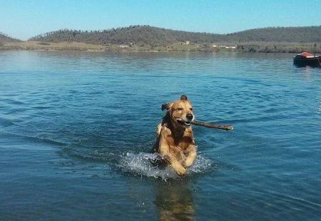 giocare cane in acqua